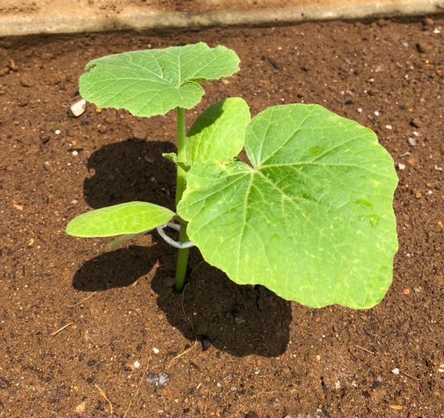 夏野菜植え付け