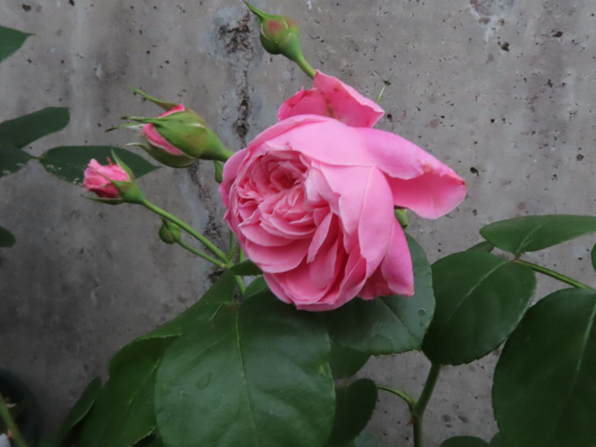 薔薇の開花…『桜衣』