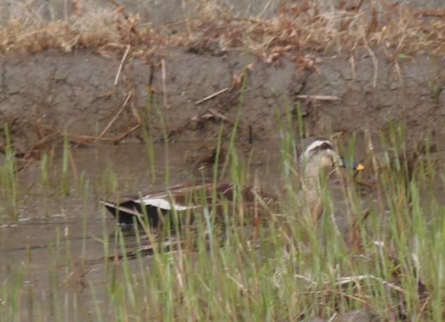 バラと香りと野鳥。今日の庭から