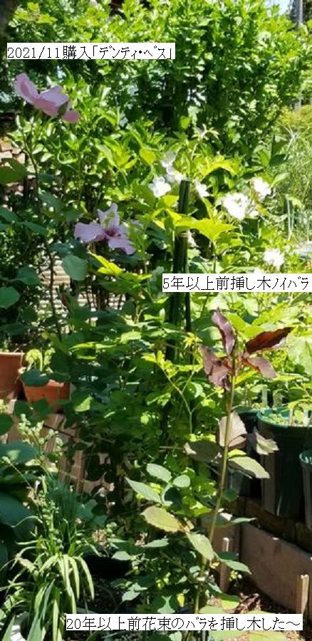 待望のバラが開花～！！