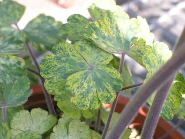 Aquilegia vulgaris 'Leprechaun Gold'