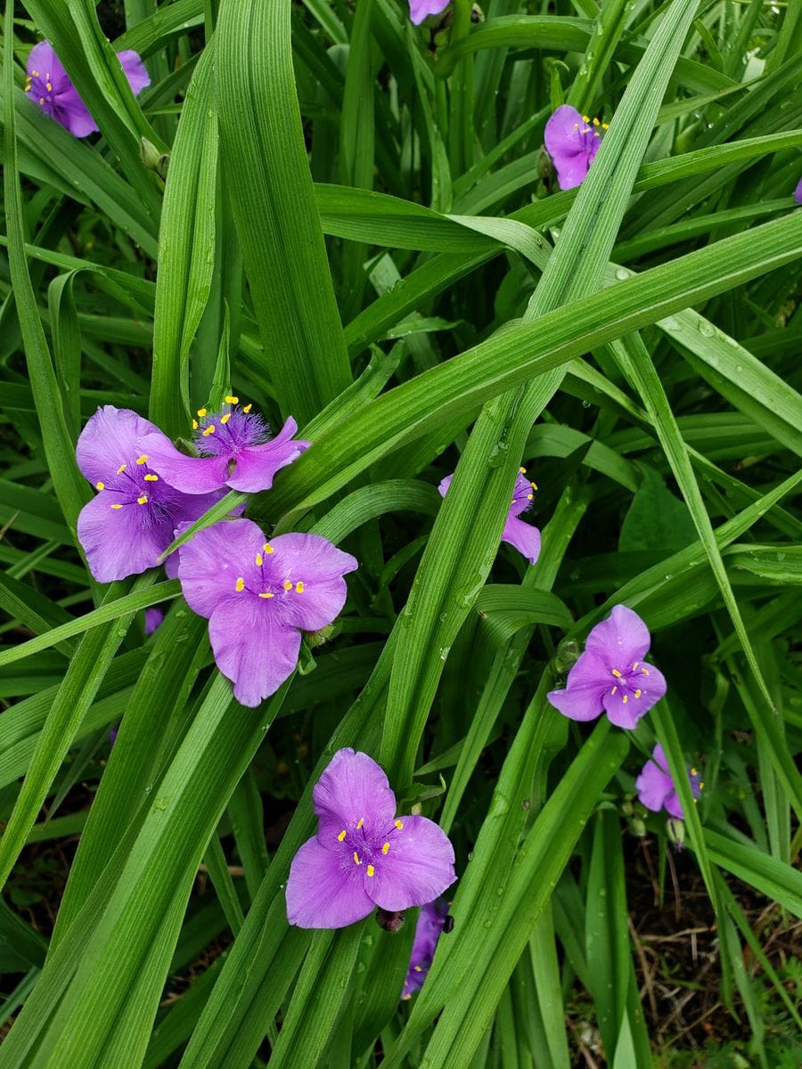 花が咲いてきた101