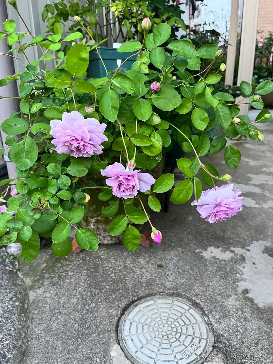 本日の開花〜❣️