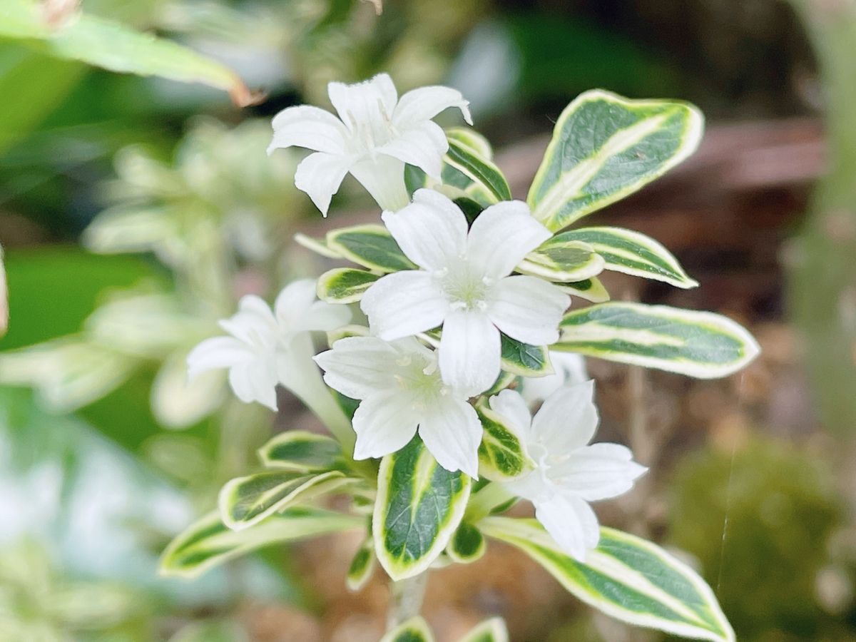 白鳥花　開花🌸