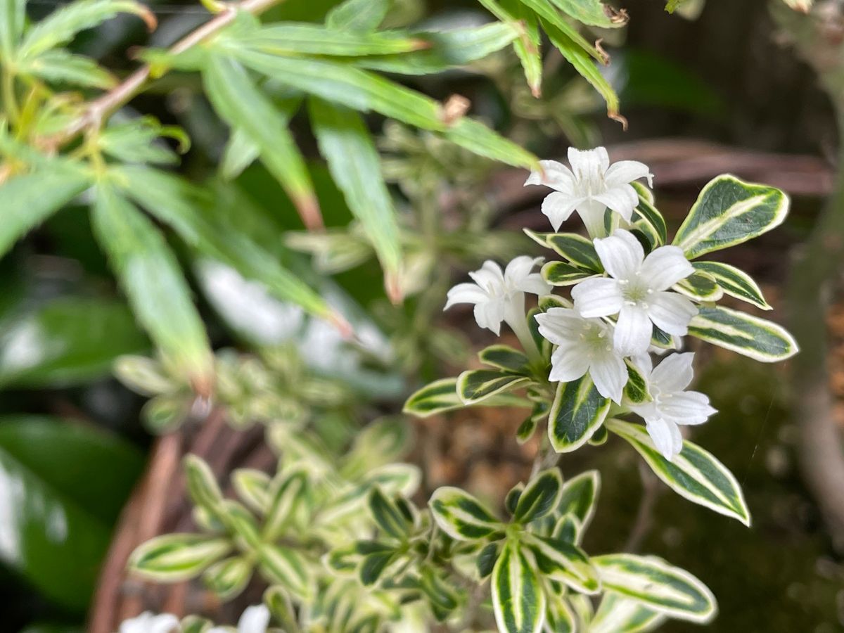 白鳥花　開花🌸