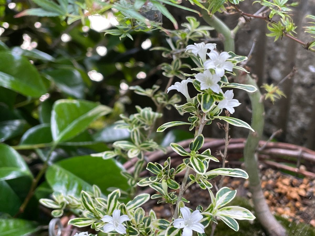 白鳥花　開花🌸