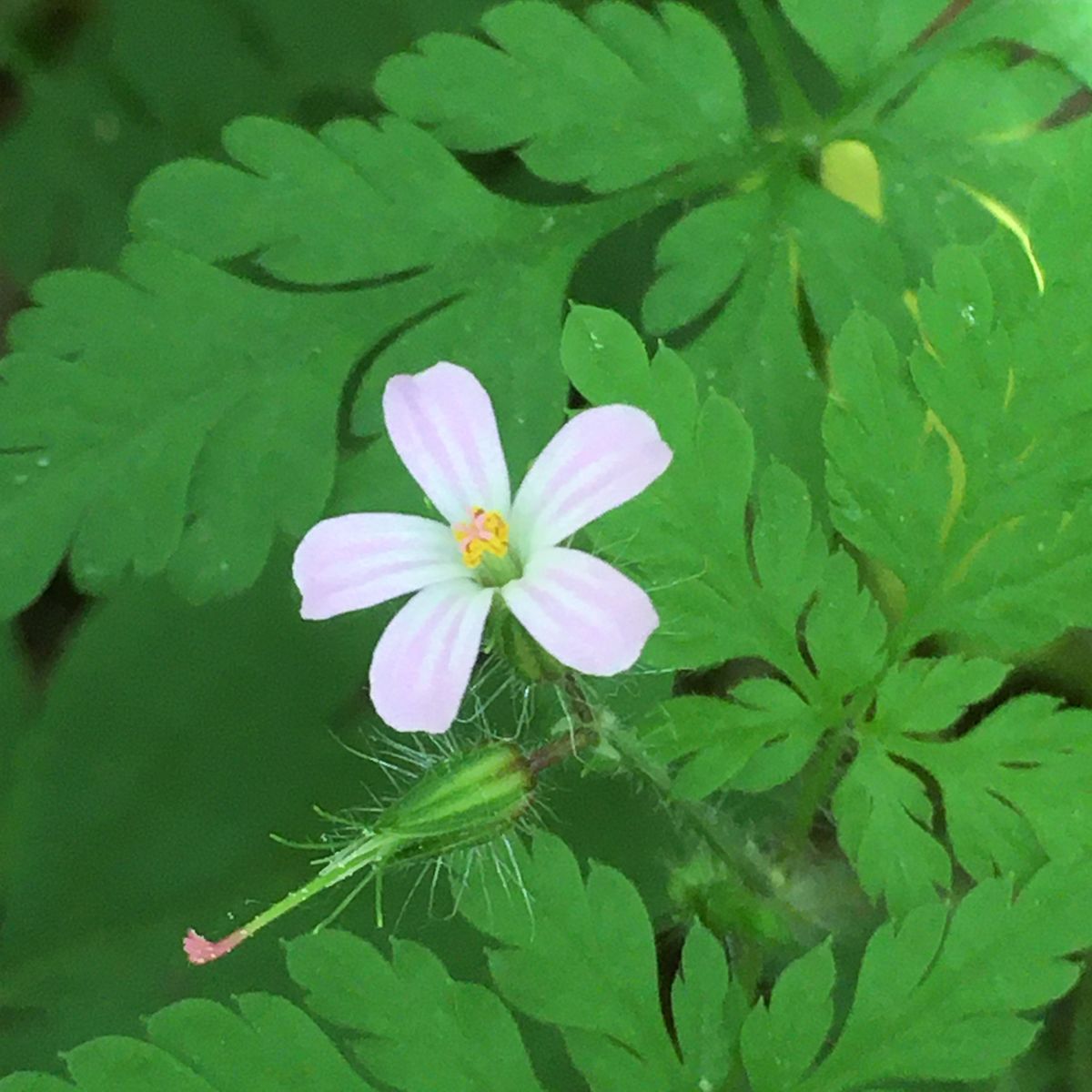 夏は山野草