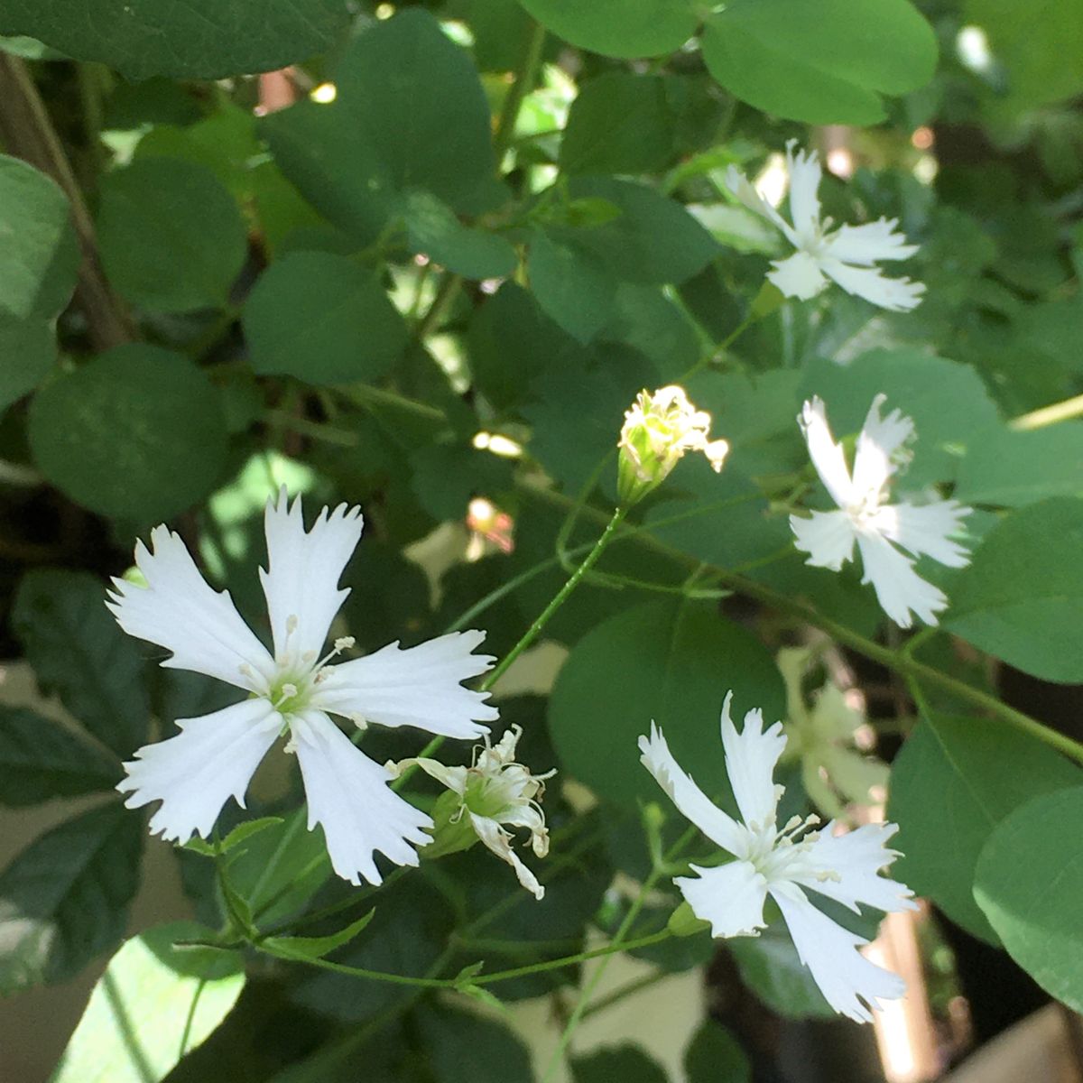 夏は山野草