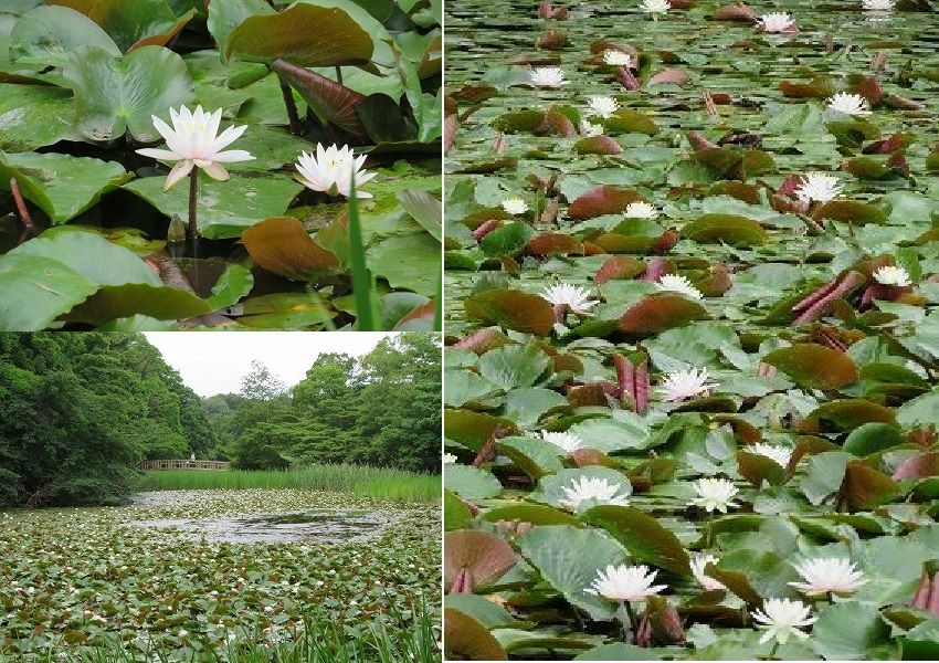 石神井公園　三宝寺池のスイレンとか・・（東京都練馬区）