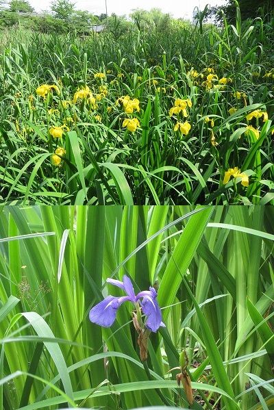 石神井公園　三宝寺池のスイレンとか・・（東京都練馬区）