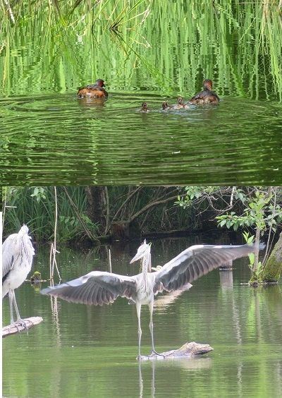 石神井公園　三宝寺池のスイレンとか・・（東京都練馬区）