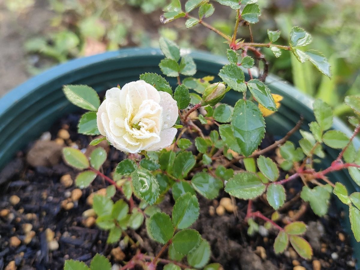 ノイバラに花が咲いた・・・？🌹