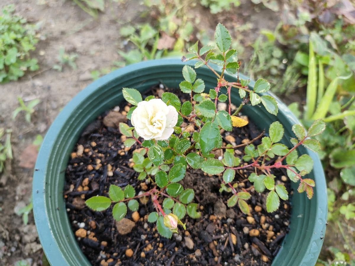 ノイバラに花が咲いた・・・？🌹