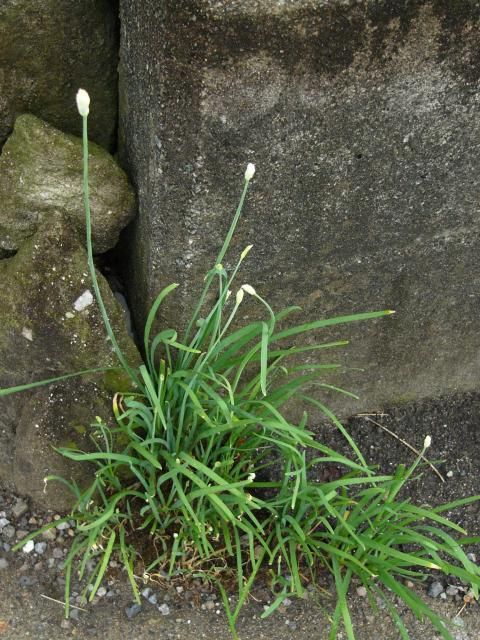 ニラがとう立ち