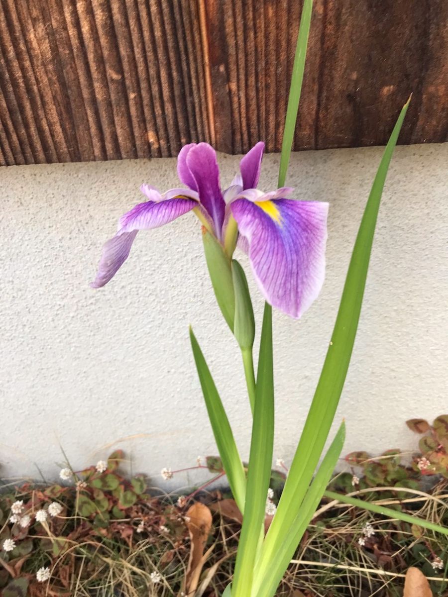 カンパニュラと花菖蒲　咲く