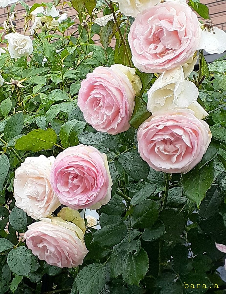 ☔️🌹雨の日のばらは☔️