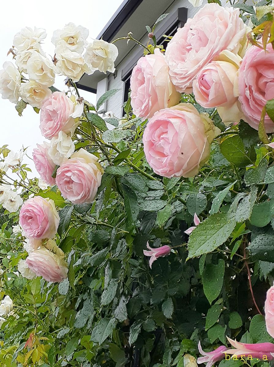 ☔️🌹雨の日のばらは☔️