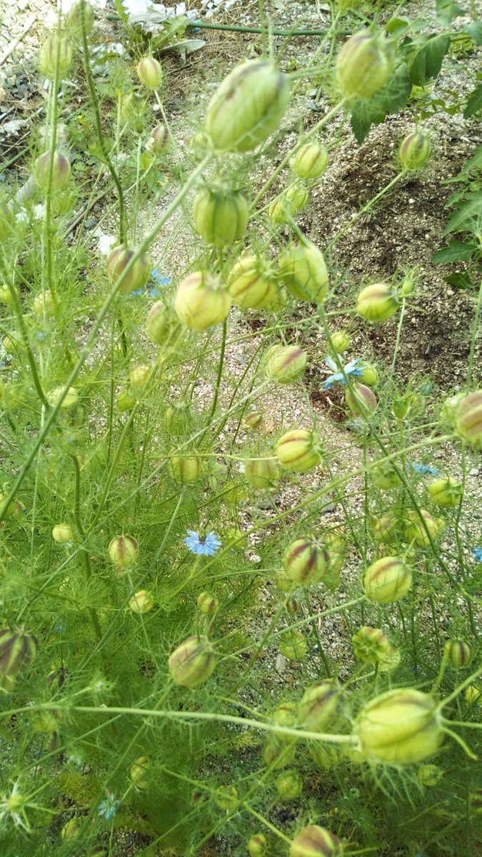 花が終わっても