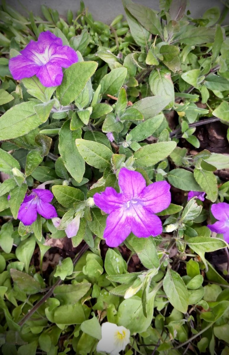 初夏の紫色の花