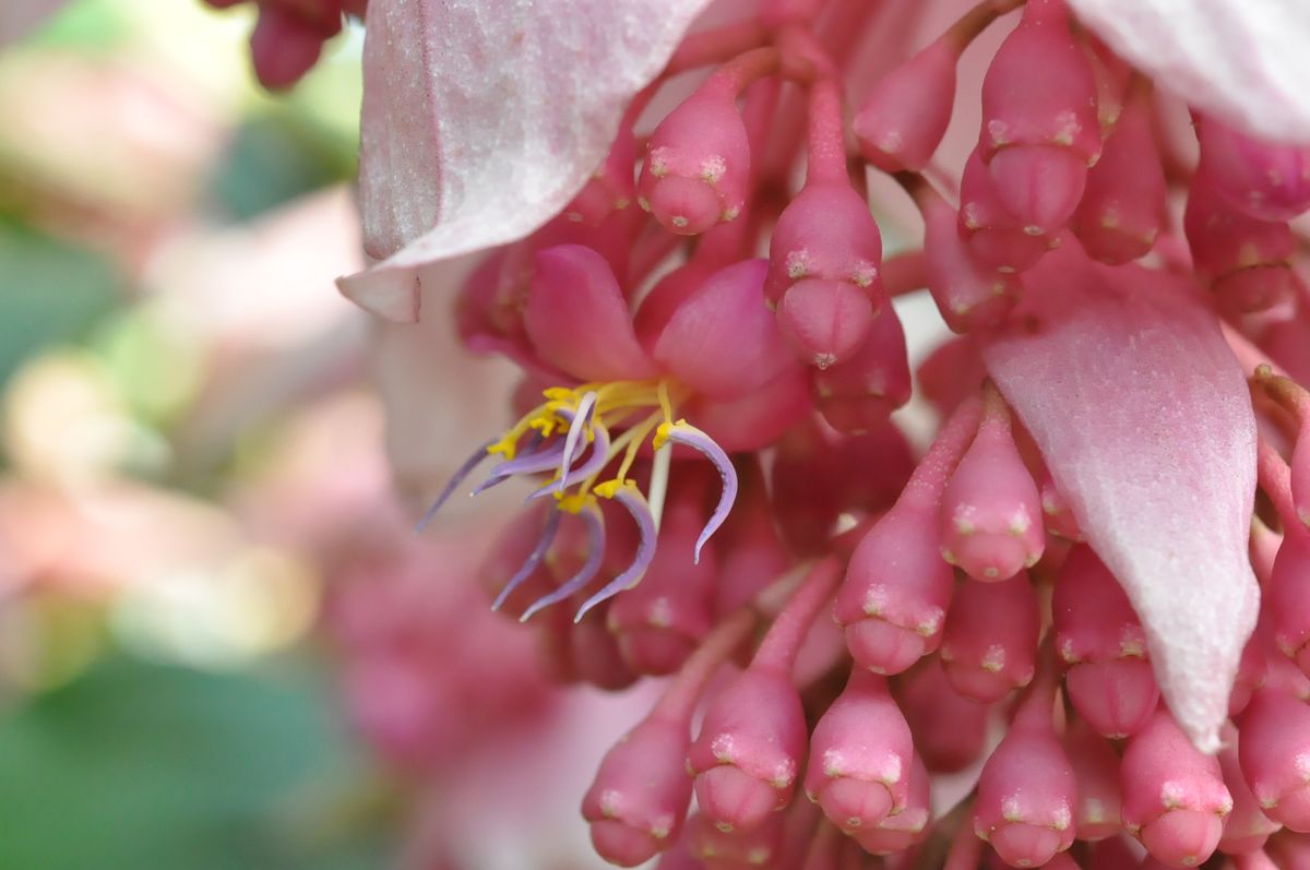 ボツ救済日記・植物園に行って来ました１３７（春のお散歩記４）