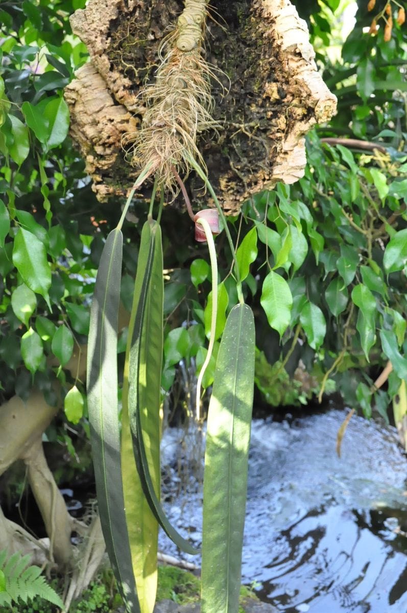 ボツ救済日記・植物園に行って来ました１３７（春のお散歩記４）