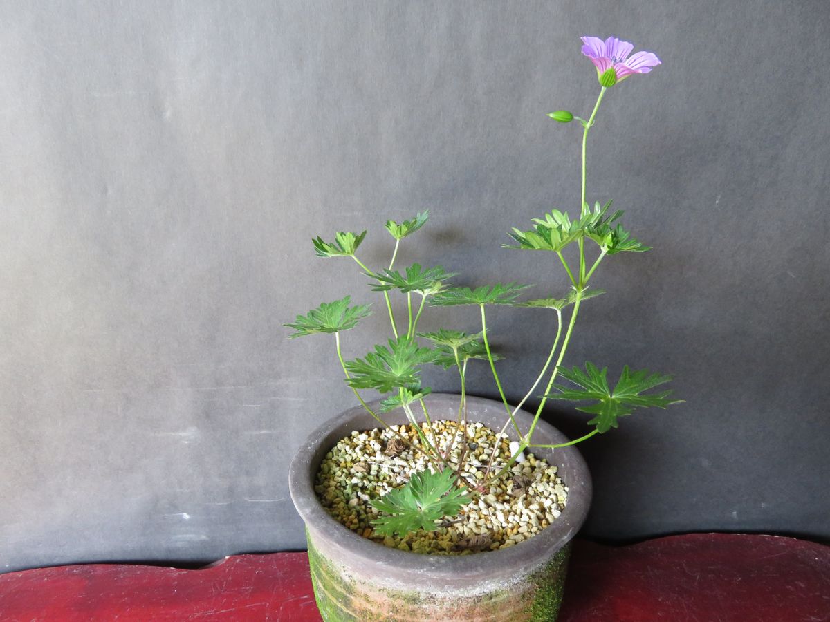 高山植物