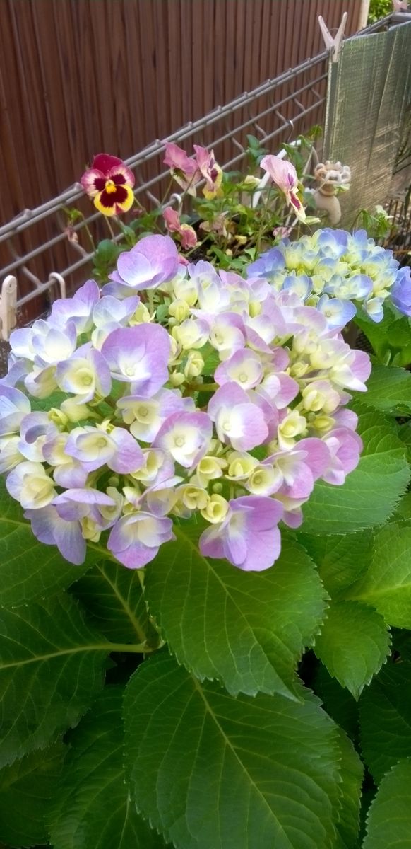 ☆今日の紫陽花☆