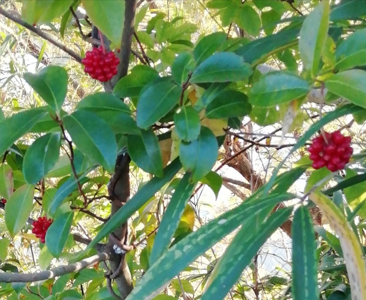 ビナンカズラ(美男葛)が芽吹きました。