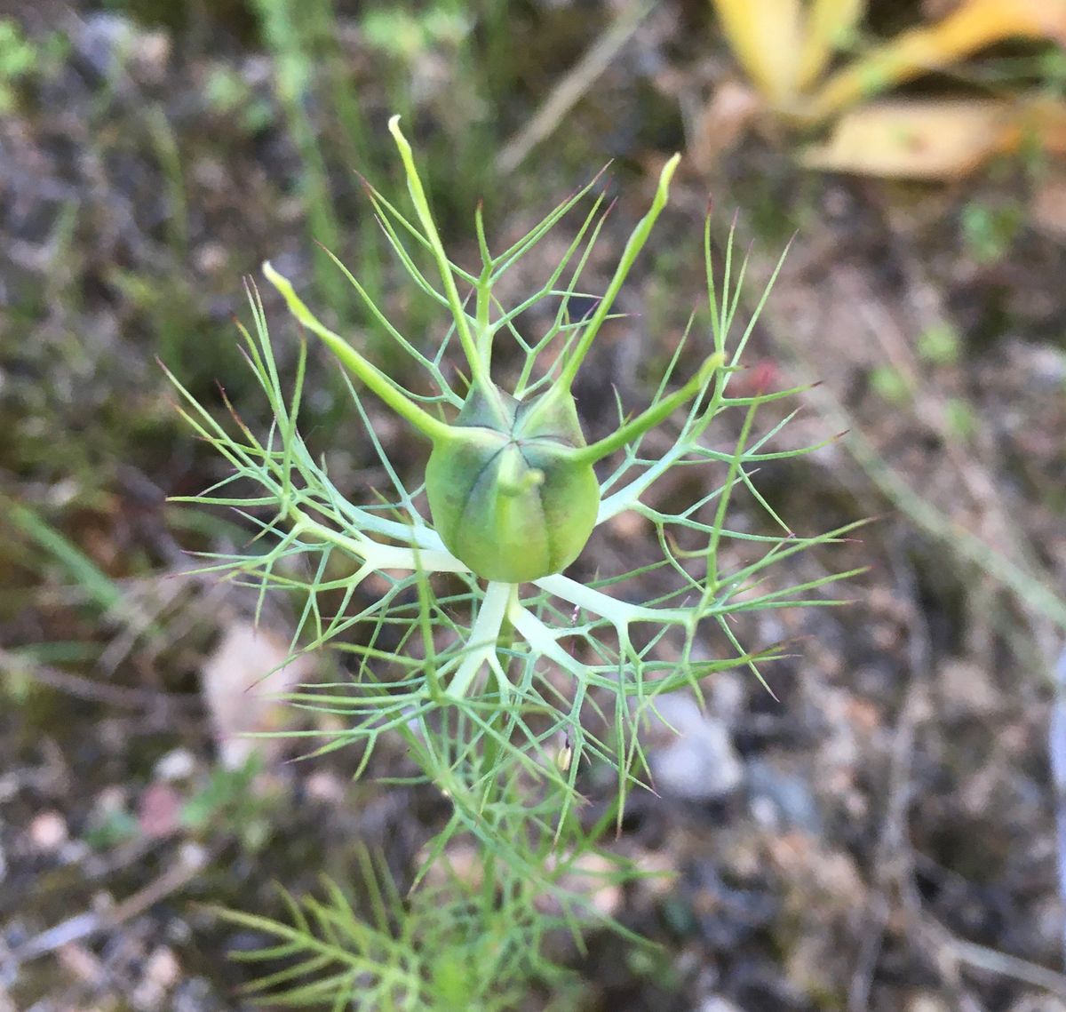 花が咲く前に