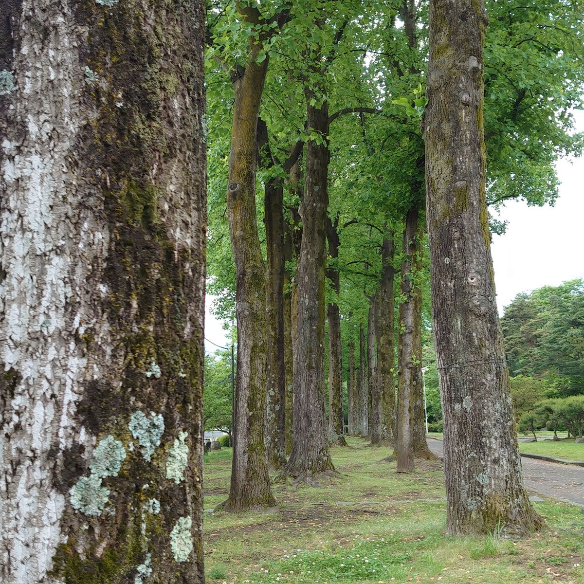 岩手公園のユリノキ