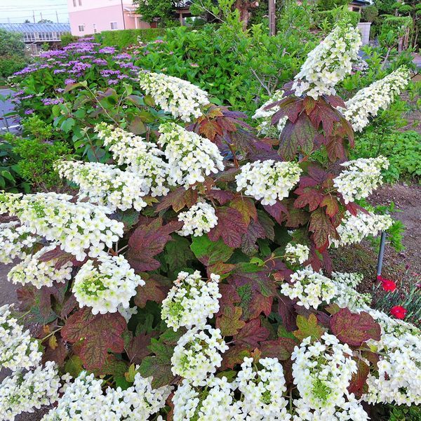 散歩道の花～柏葉アジサイ