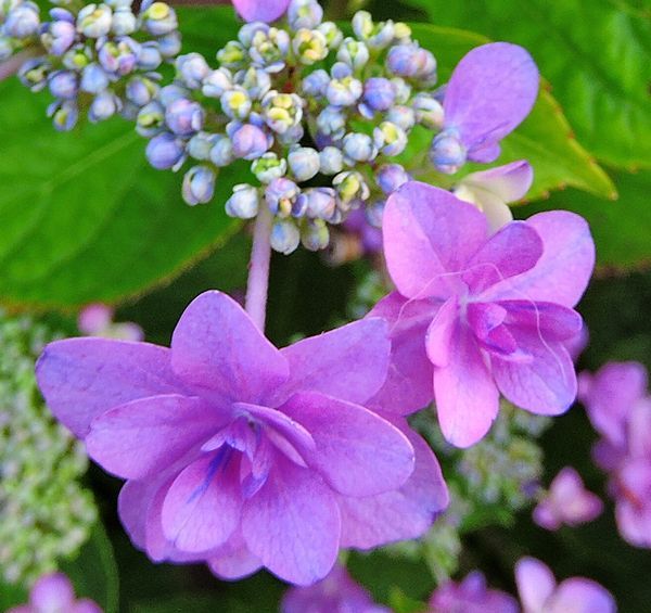 散歩道の花～アジサイ色々・マクロ撮影