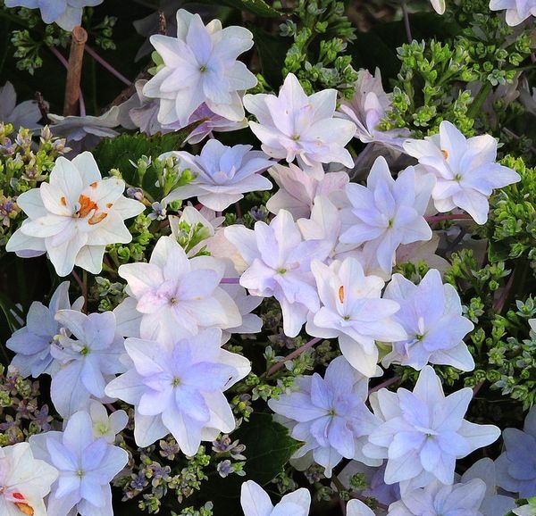 散歩道の花～アジサイ色々・マクロ撮影