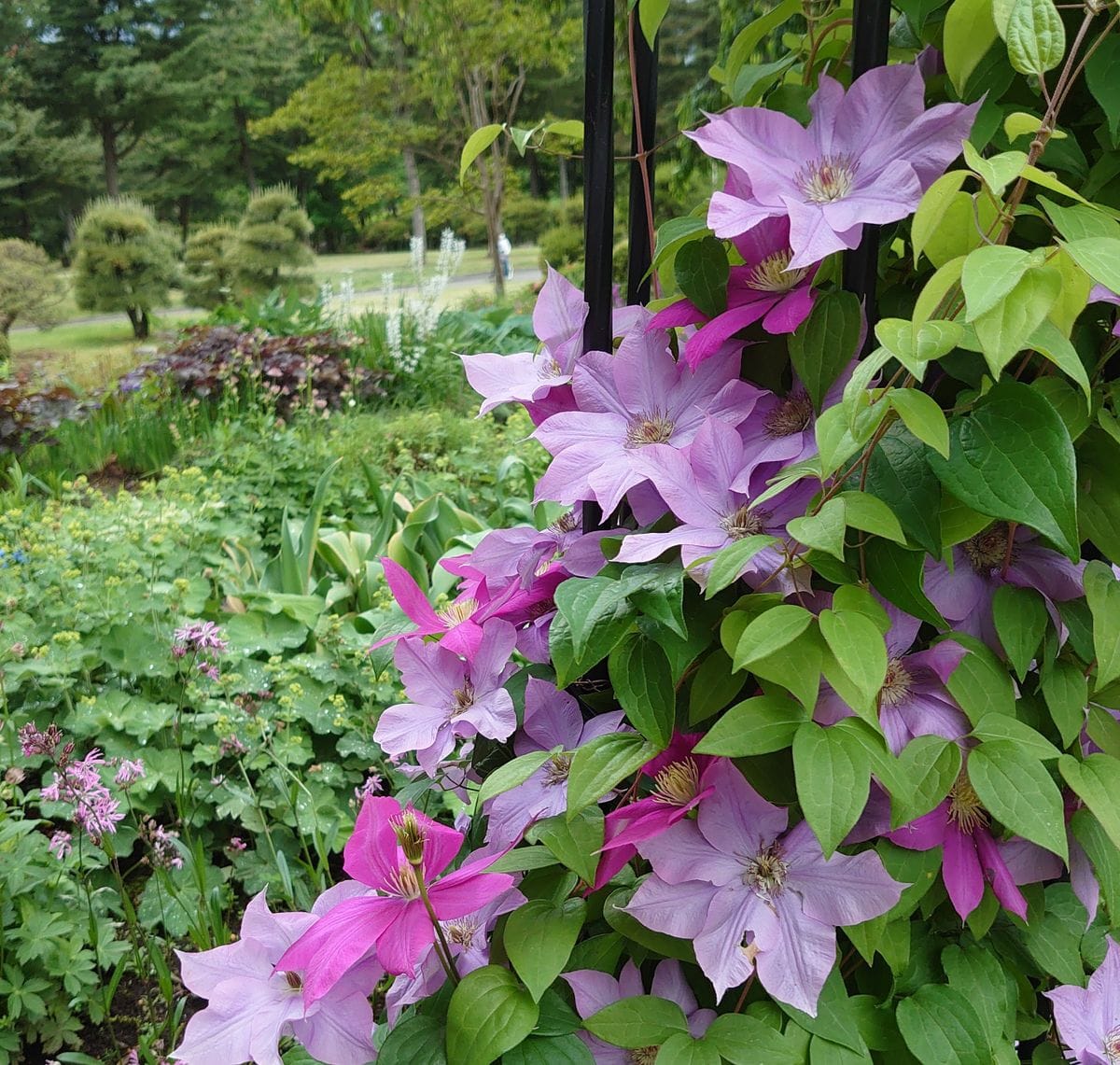 公園のすてきな花壇🌷