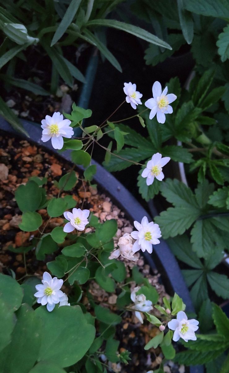 夜明けの花たち③