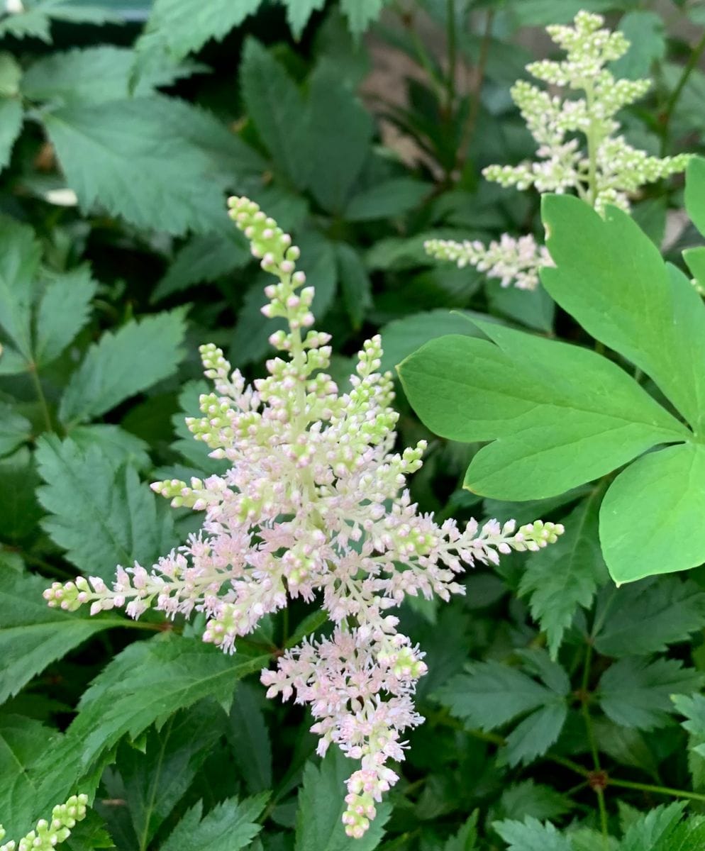 今日の花