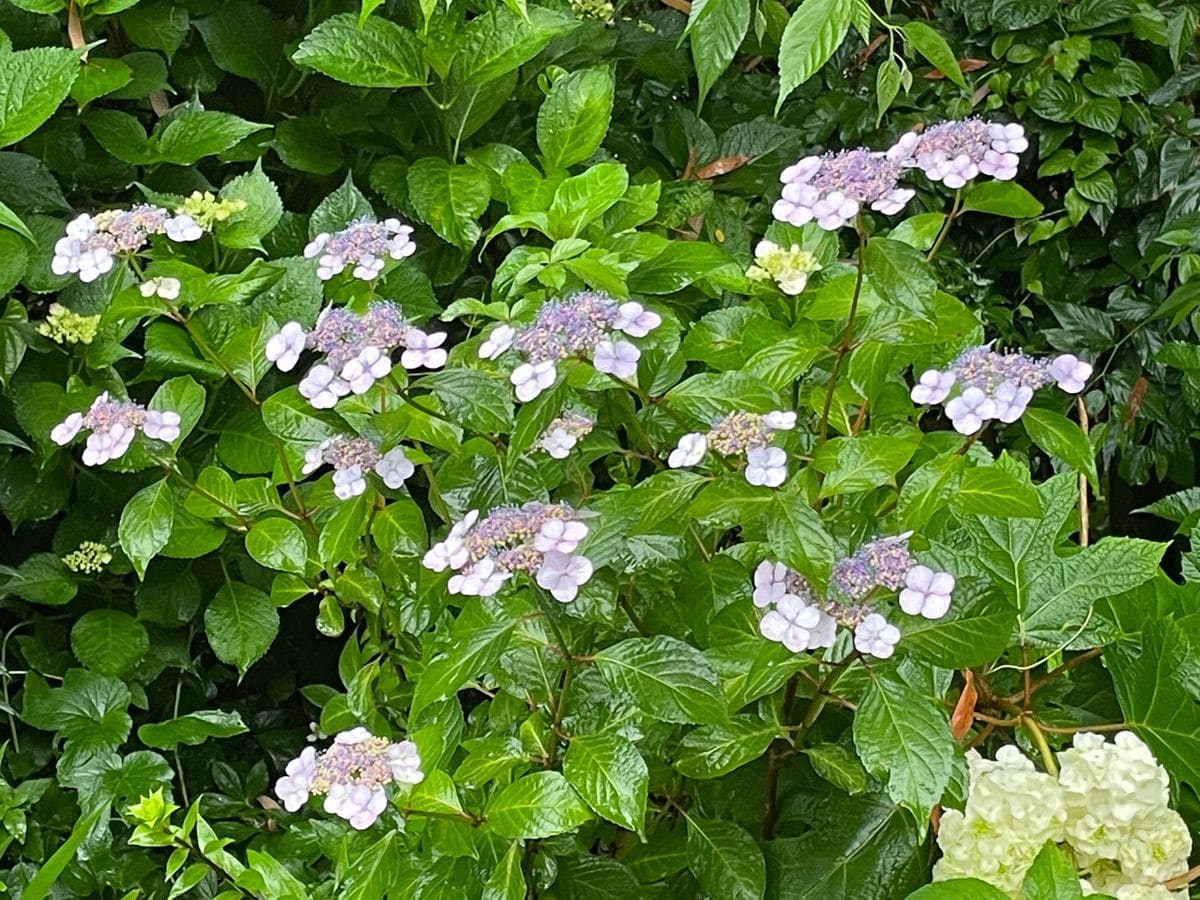 雨　この季節が来ました