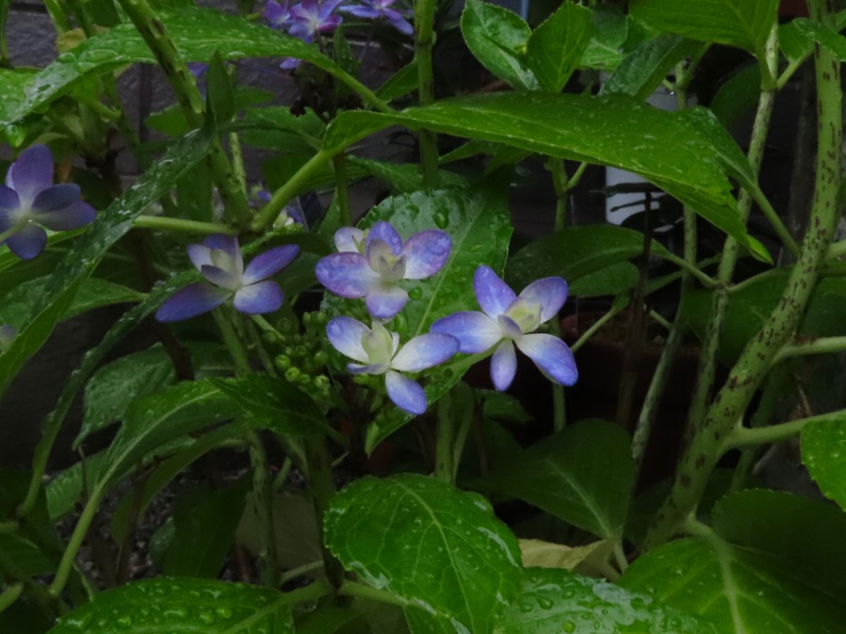 雨の朝