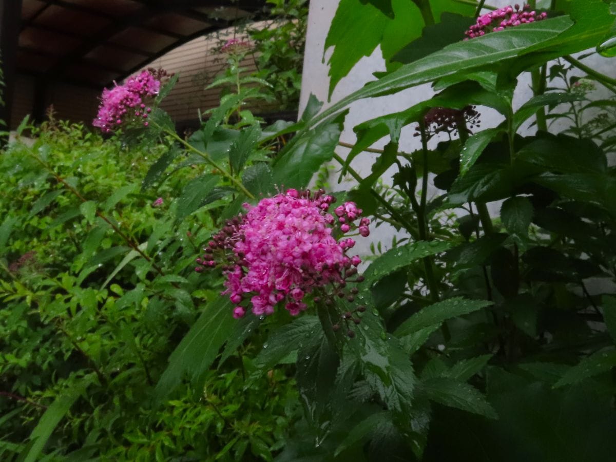 シモツケの開花