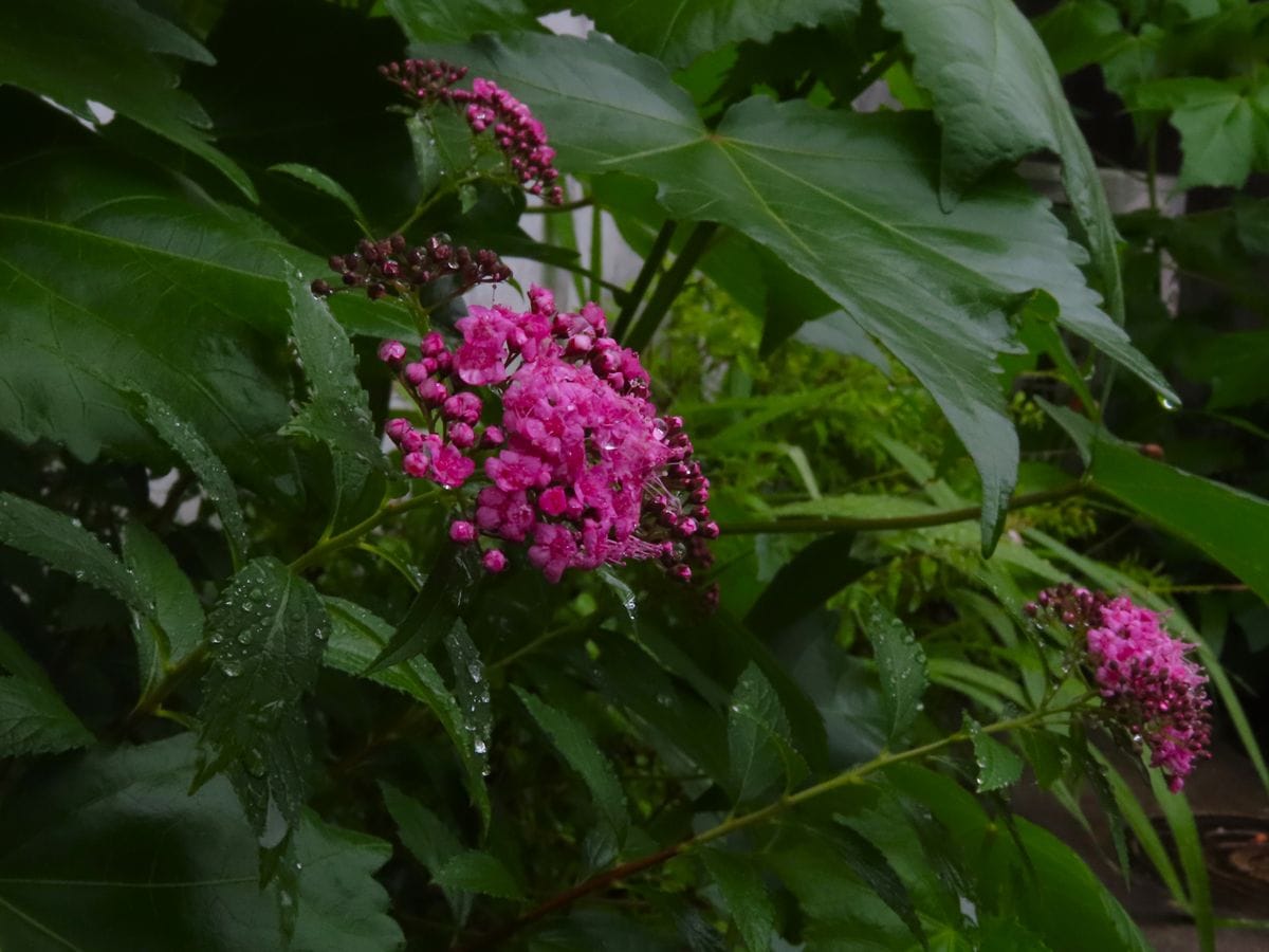 シモツケの開花