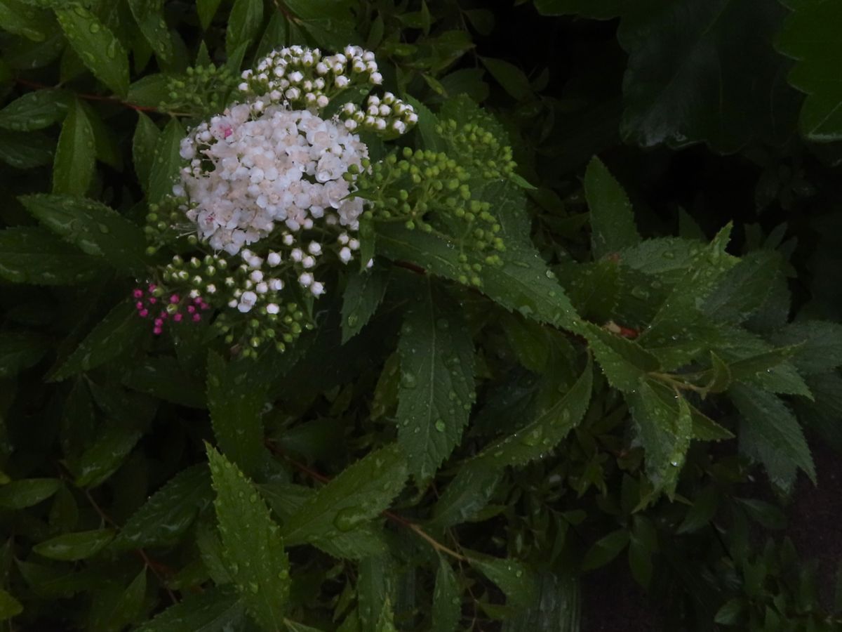 シモツケの開花