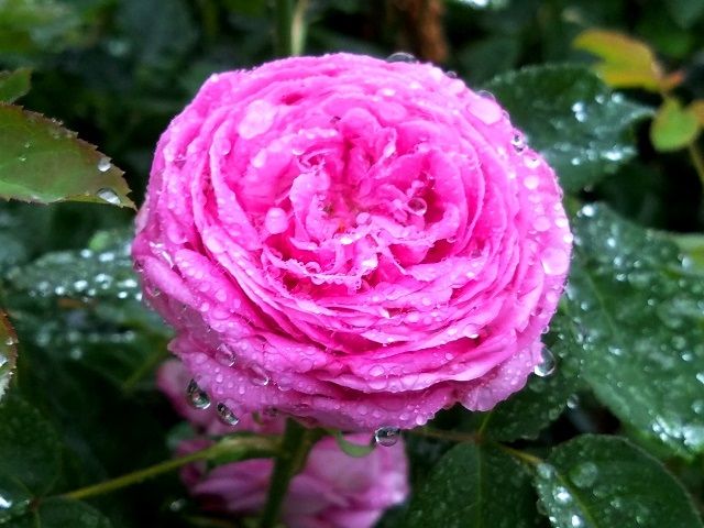 雨粒をまとったバラ①