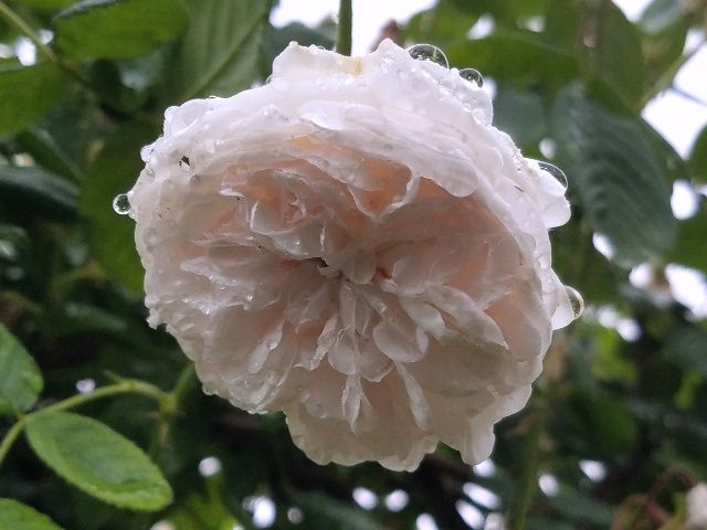 雨粒をまとったバラ⑤