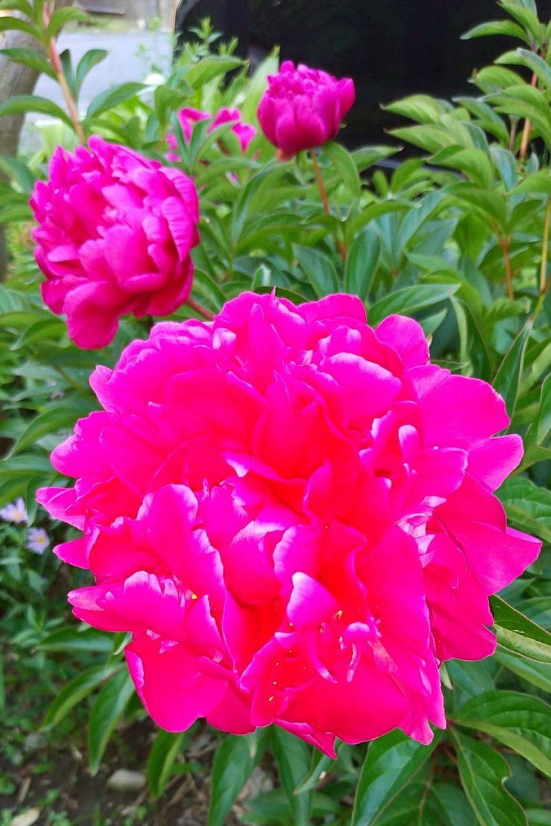 😊庭の彩り🎶芍薬編🎶