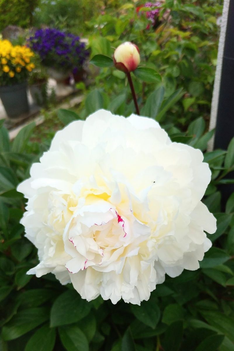 😊庭の彩り🎶芍薬編🎶