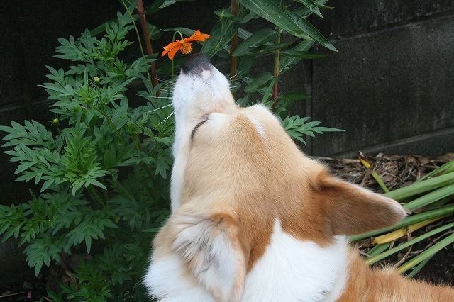 道端の花