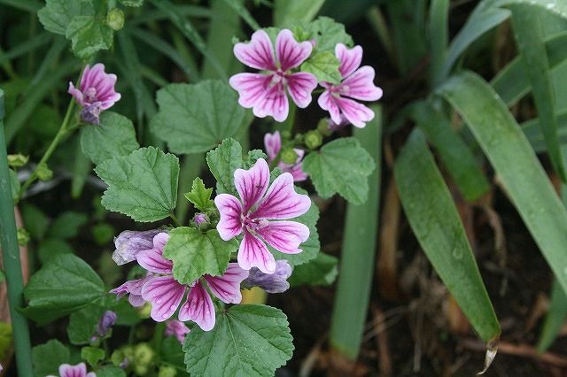 道端の花