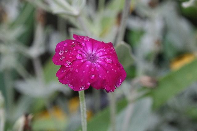 道端の花