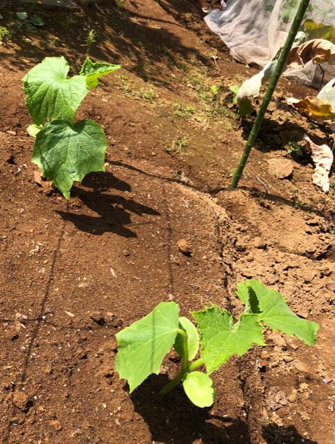 夏野菜の植え付け②