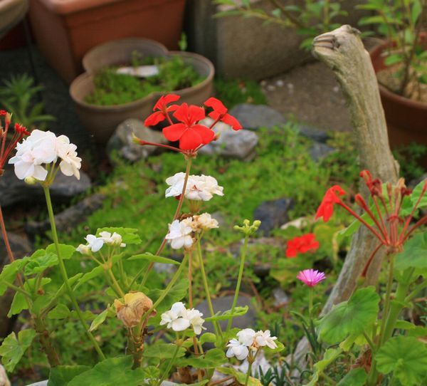 オールドカメラで花を撮る